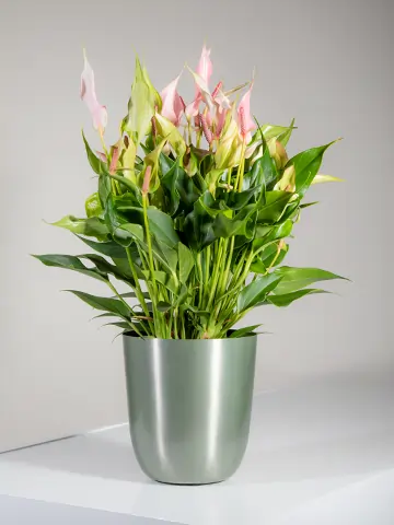 Pianta di Anthurium rosa